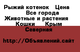 Рыжий котенок › Цена ­ 1 - Все города Животные и растения » Кошки   . Крым,Северная